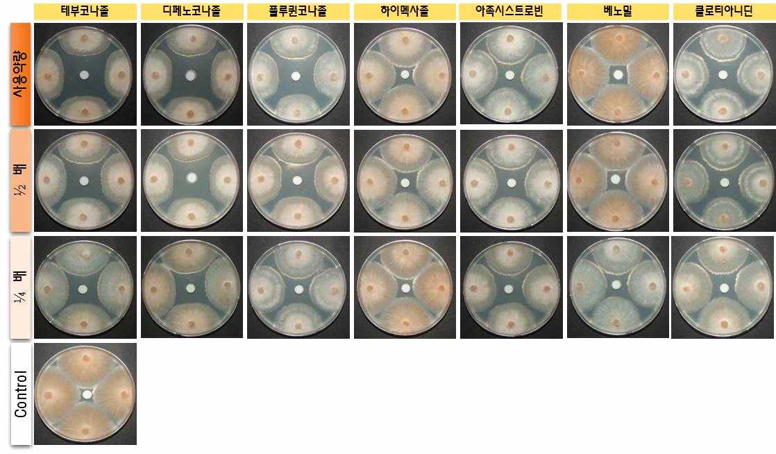 옥수수 분리병원균 Fusarium subglutinans에 대한 약제방제 효과 검정.