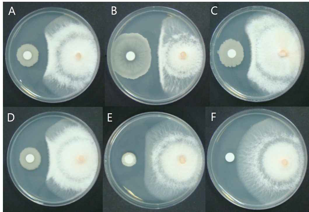 F. subglutinans에 대한 길항미생물의 효능 검정. A: LB1, B: LB4, C: HM3, D: HM7, E: GJ11, F: control