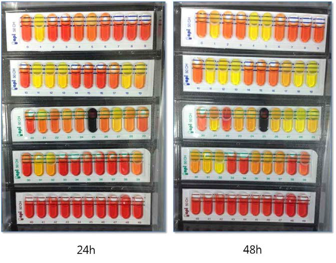 API 50CHB kit을 이용한 길항미생물 LB1 균주분석. 좌: 접종 후 24hr, 우: 접종 후 48 hr.