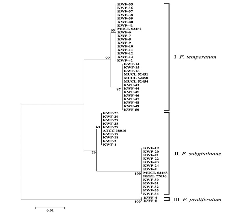 EF-1a 염기서열을 이용하여 그린 phylogenetic tree. Neighbor-joining 방법이 사용되었으며, 각 branch 길이는 nucleotide substitution의 비율을 통하여 그려졌다. Node에 표기된 숫자는 boot strap value를 나타낸다 (1,000 replicate).