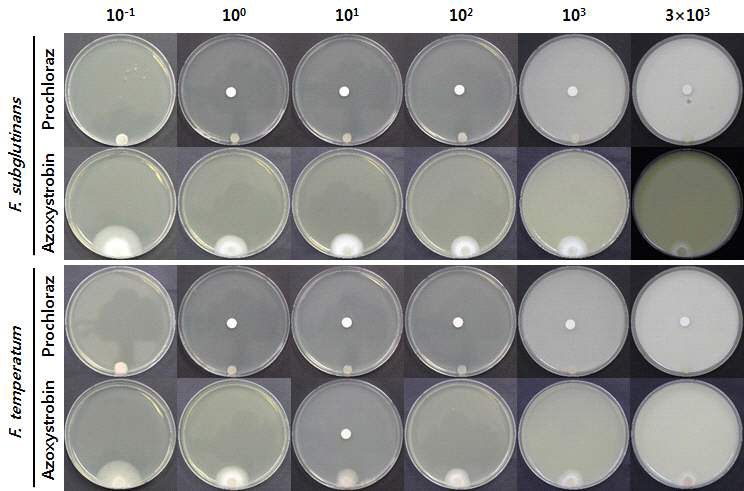 F. subglutinans와 F. temperatum 대한 우수한 약제(Prochloraz) 및 효과가 적은 약제(Azoxystrobin)의 방제 효과 검정 비교.