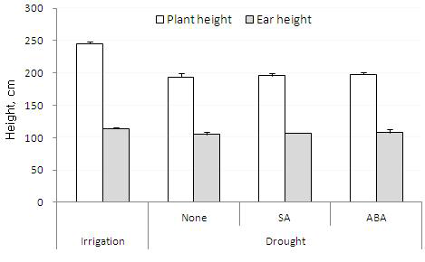 Plant height and ear height affected by drought stress and application of salicylic acid (SA) and abscisic acid (ABA). Error bars indicate standard deviation.