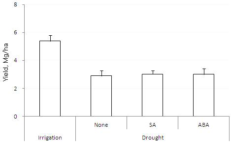 Yield of waxy corn affected by drought stress and application of salicylic acid (SA) and abscisic acid (ABA). Error bars indicate standard deviation.