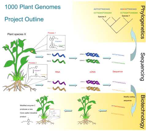 1000 Plant de novo Transcriptomes Project