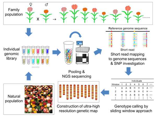 염기서열 재분석을 통한 대규모 유전자형 결정과 유전자지도 작성전략.