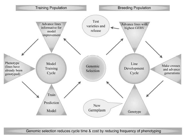 식물 육종에서 Genomic selection의 모식도