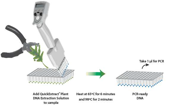 QuickExtract plant DNA extraction Kit의 원리 및 과정