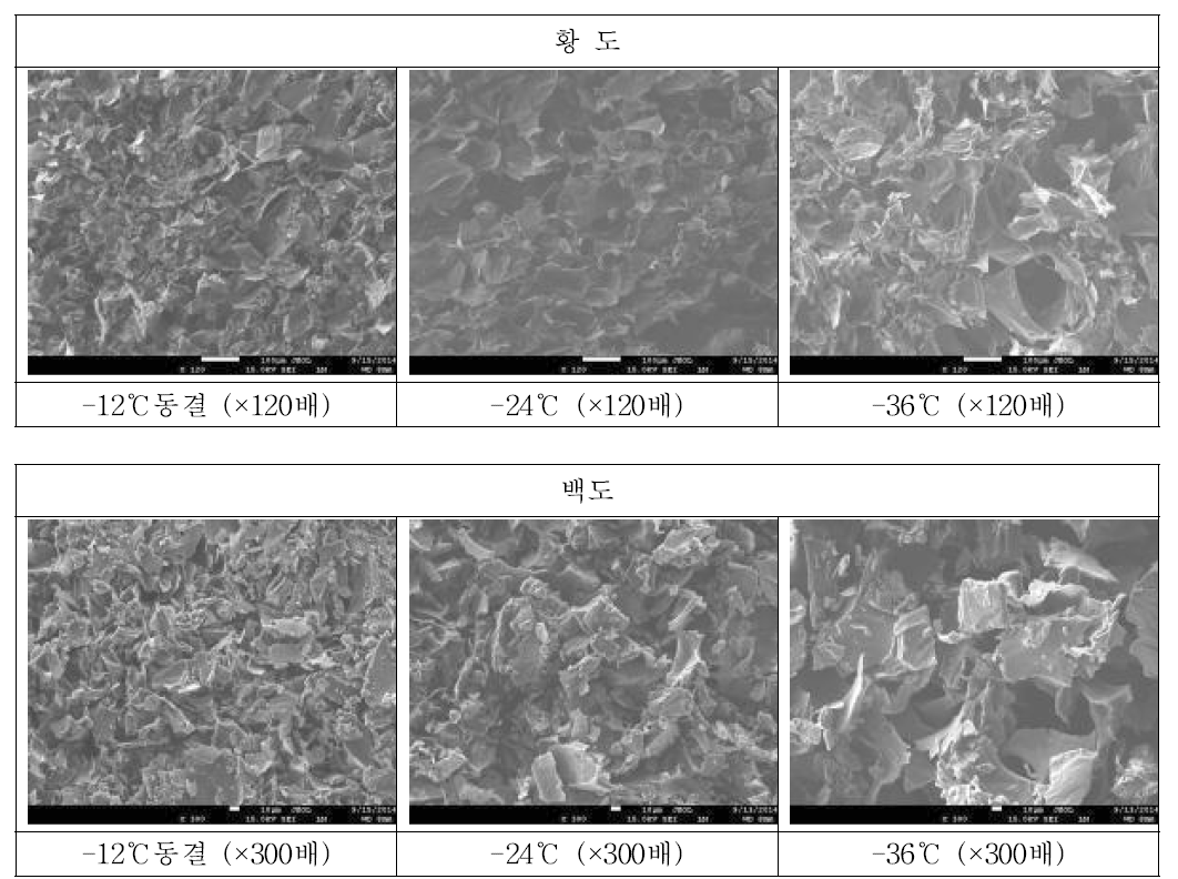 동결건조 황도와 백도의 전자현미경 사진
