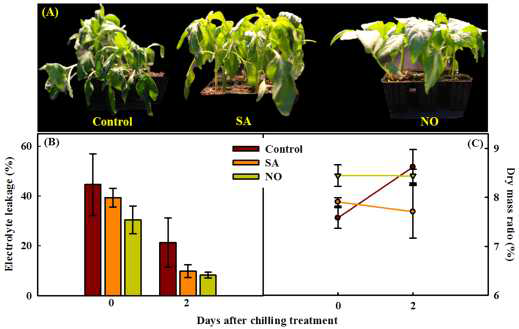 화학적 elicitor 처리 후 저온 스트레스에 노출 시킨 고추 묘의 사진(A), 전해질 누출(B), 건물율(C)