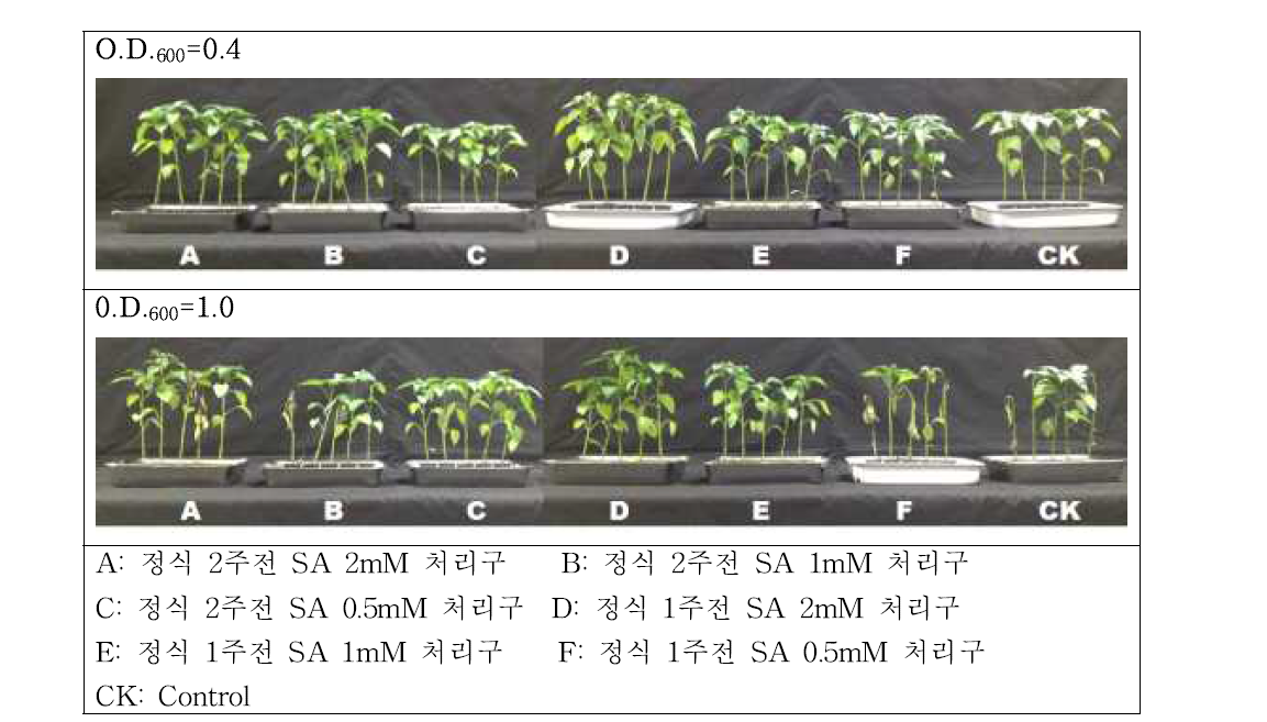 농도별 0.5, 1, 2mM SA 처리된 고추 유묘의 풋마름병균인 R.solanacearum GMI-1000의 병원균 발병 사진