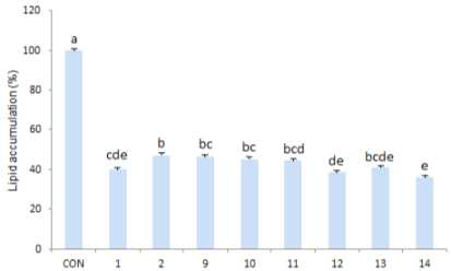 Effect of pepper seed extracts on lipid accumulation (% of control) in differentiated 3T3-L1 adipocyte.