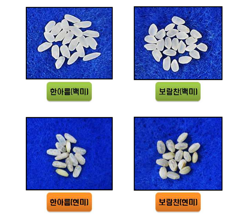 백미, 현미 품종별 사진