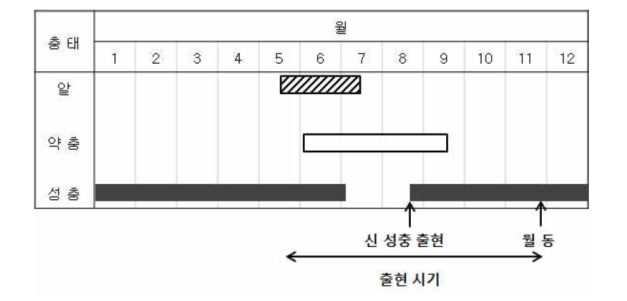 썩덩나무노린재의 발생생태