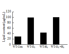 Lipid content of WT on nano-bubble oxygen/hydrogen water and control.