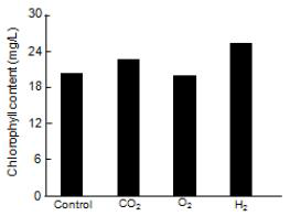 Chlorophyll content of A. platensis WT in nano-bubble oxygen, hydrogen and carbonated water.