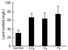 Lipid content of A. platensis WT in nano-bubble oxygen, hydrogen and carbonated water.