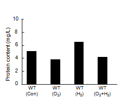 Protein content of A. platensis WT in nano-bubble oxygen and hydrogen water.