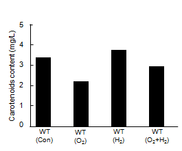 Carotenoids content of A. platensis WT in nano-bubble oxygen and hydrogen water.