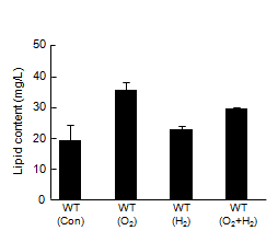 Lipid content of A. platensis WT in nano-bubble oxygen and hydrogen water.