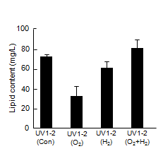 Lipid content of UV1-2 in nano-bubble oxygen and hydrogen water.