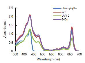 Absorption spectra of the chlorophyll, WT and mutants of A. platensis in hexane