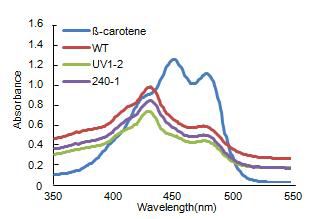 Absorption spectra of the β-carotene, WT and mutants of A. platensis in hexane