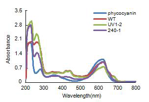 Absorption spectra of the c-phycocyanin, WT and mutants of A. platensis in phosphate buffer.
