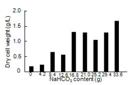 Effect of NaHCO3 content in SOT medium of A. platensis on dry cell weight