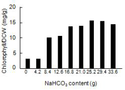 Effect of NaHCO3 content in SOT medium of A. platensis on chlorophyll content