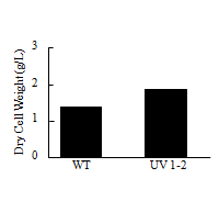 Dry cell weight of WT and UV1-2.