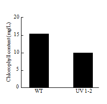 Chlorophyll content of WT and UV1-2.