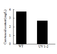 Carotenoid content of WT and UV1-2.