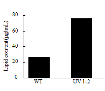 Lipid content of WT and UV1-2.
