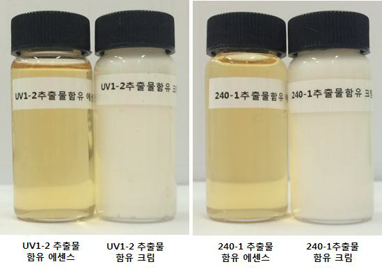 UV1-2 및 240-1 함유 에센스 및 크림