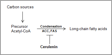 Inhibition of fatty acid synthesis by cerulenin. ACC; acetyl-CoA carboxylase, FAS; fatty acid synthase
