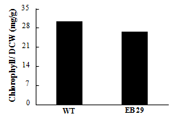 Chlorophyll content of WT and EB29.