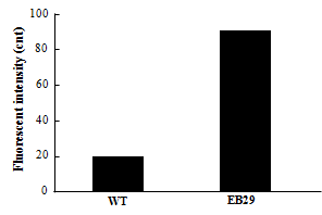 Lipid content of WT and EB29.
