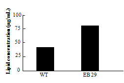Neutral lipids content of WT and EB29.