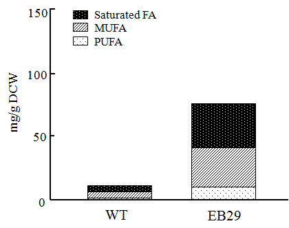Fatty acid (saturated fatty acid, MUFA and PUFA) concentration of WT and EB29.