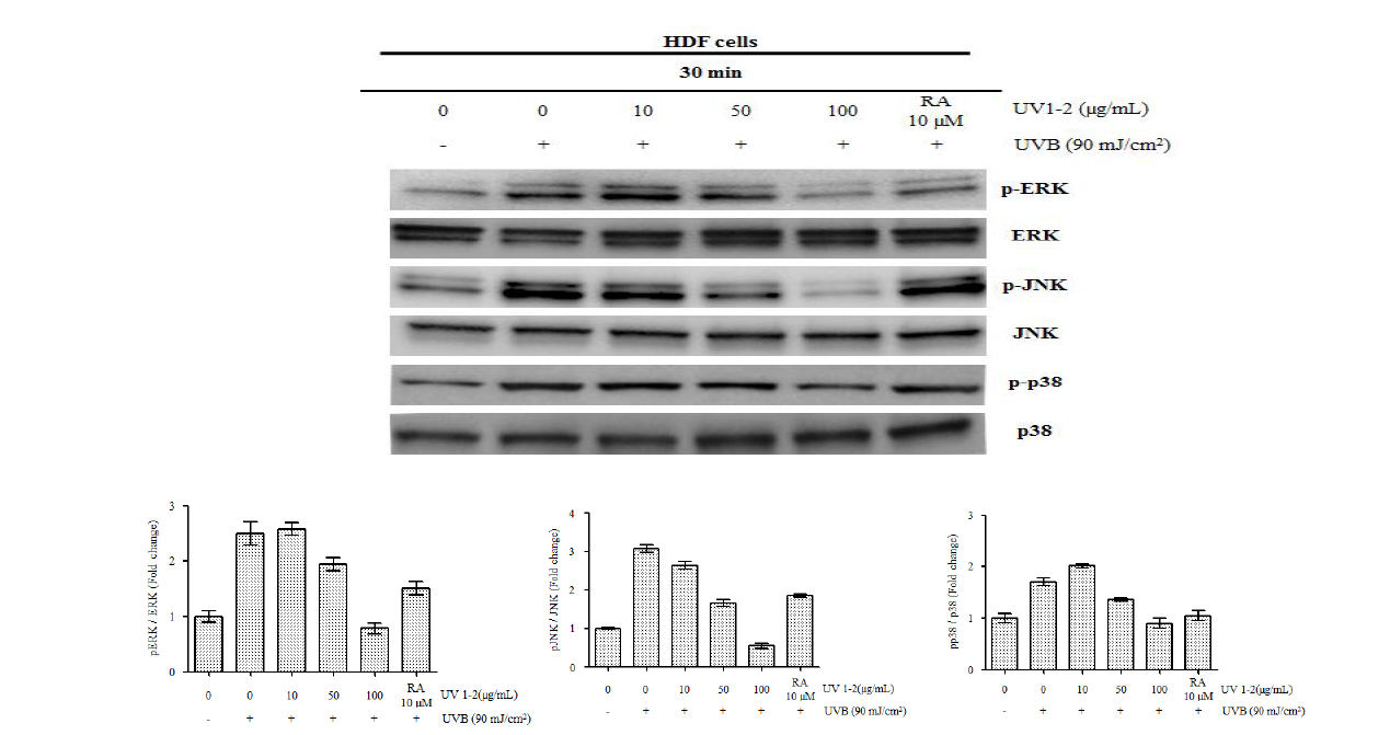 Effect of UV1-2 on MAPKs activation in UVB-induced HDF in HDF cells.