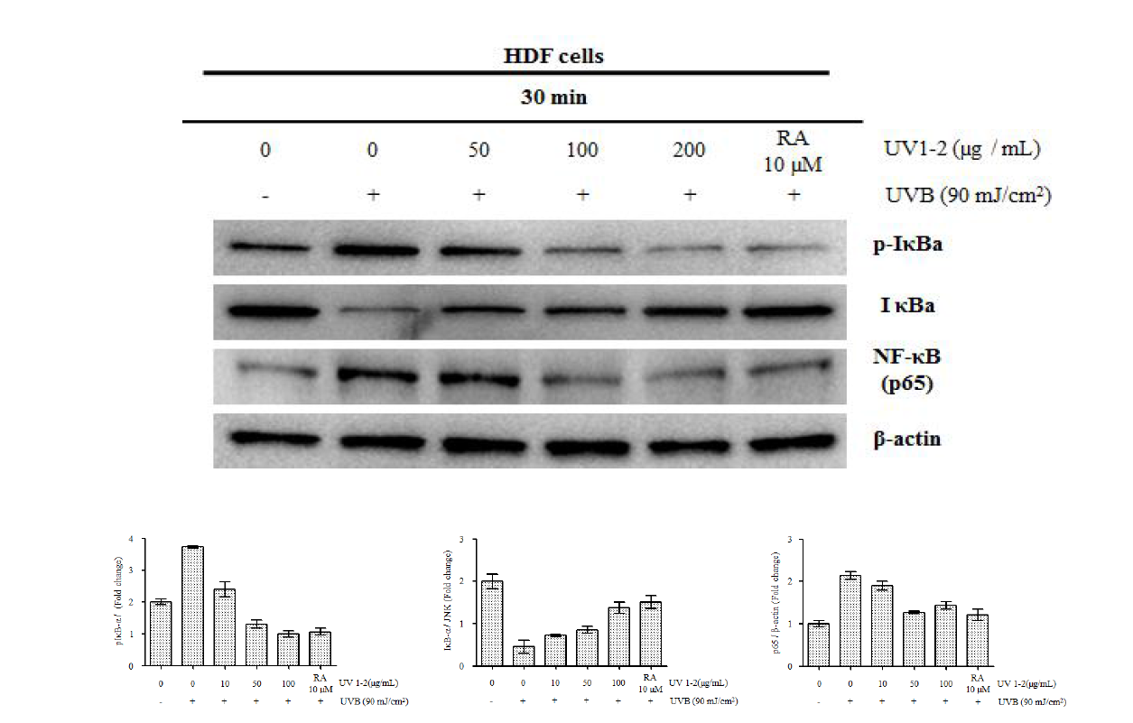 Effect of UV1-2 on NF-κB translocation p-IκBα and IκBα in UVB-induced in HDF cells.