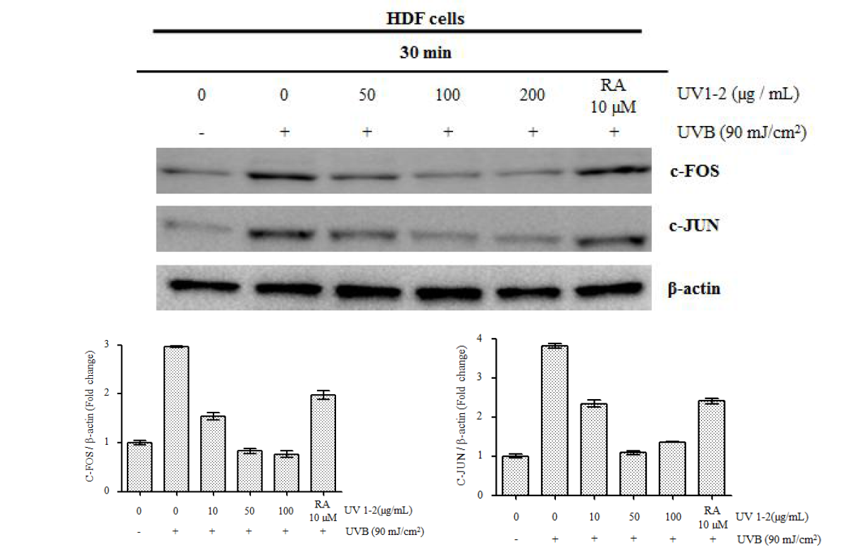 Effect of UV1-2 on AP-1 family in UVB-induced HDF in HDF cells.