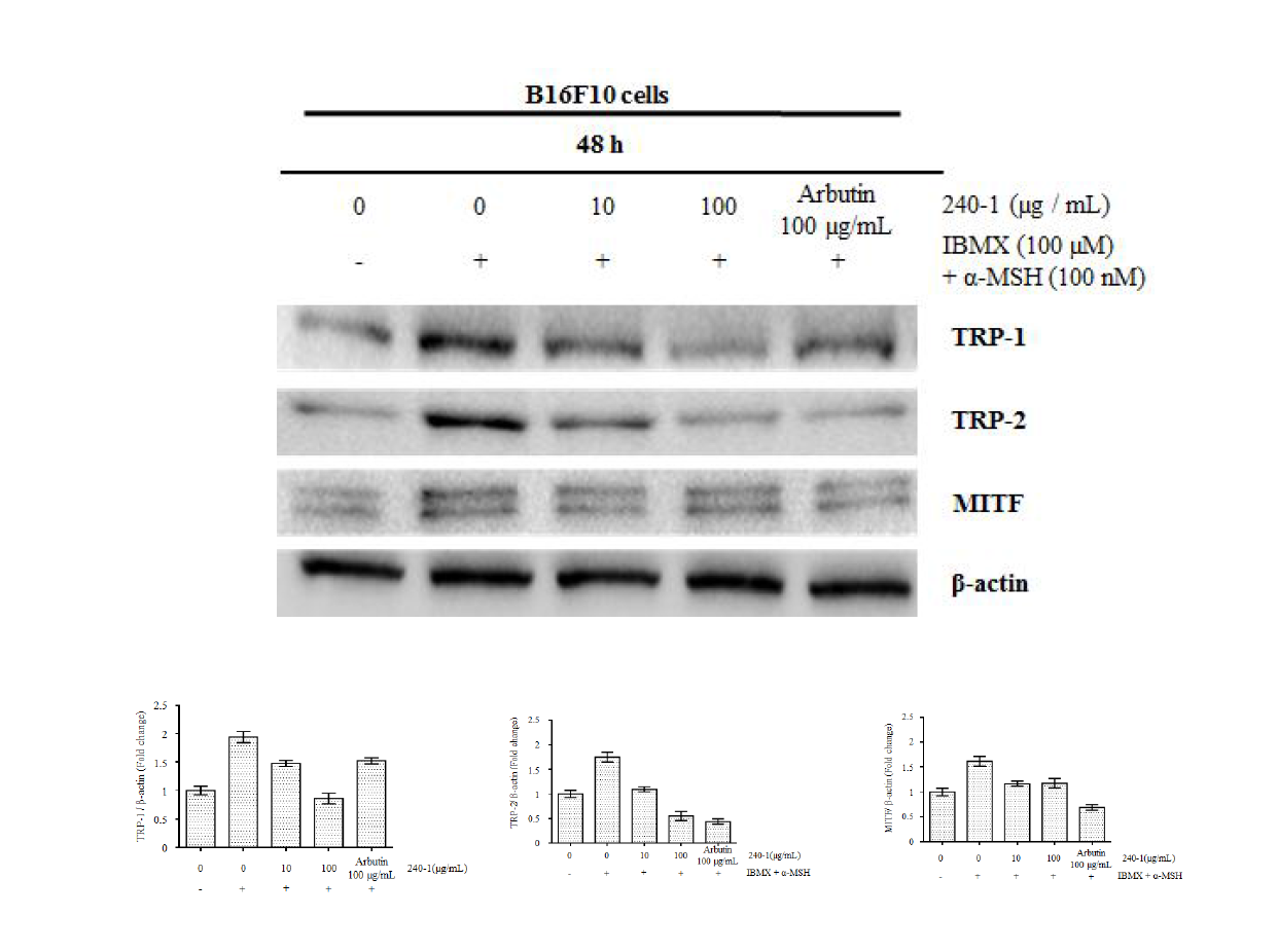 Effect of 240-1 on TRP-1, 2 and MITF expression in IBMX and α-MSH induced B16F10 cell.