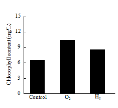 Chlorophyll content of C. vulgaris in nano-bubble oxygen and hydrogen water.