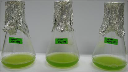 Culture of N. oculata on nano-bubble oxygen/hydrogen water and control.