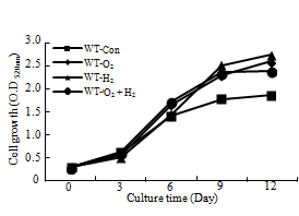 Cell growth of A. platensis in nano-oxygen and hydrogen water and control.