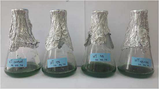 Culture of A. platensis on nano-bubble oxygen/hydrogen water and control.