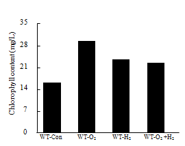 Chlorophyll content of WT on nano-bubble oxygen/hydrogen water and control.