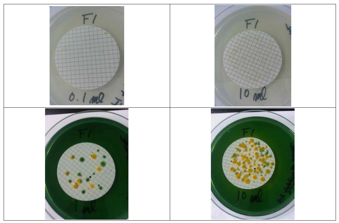 세균수 측정을 위한 Marine agar(위)와 TCBS agar(아래)에서의 세균 배양 모습