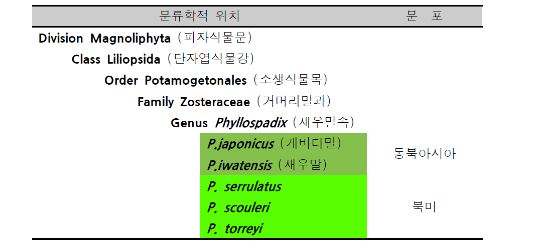 말잘피의 분류학적 위치 및 분포